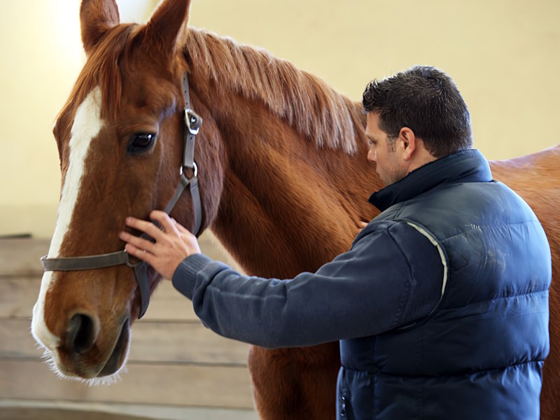 Formación asistida con caballos